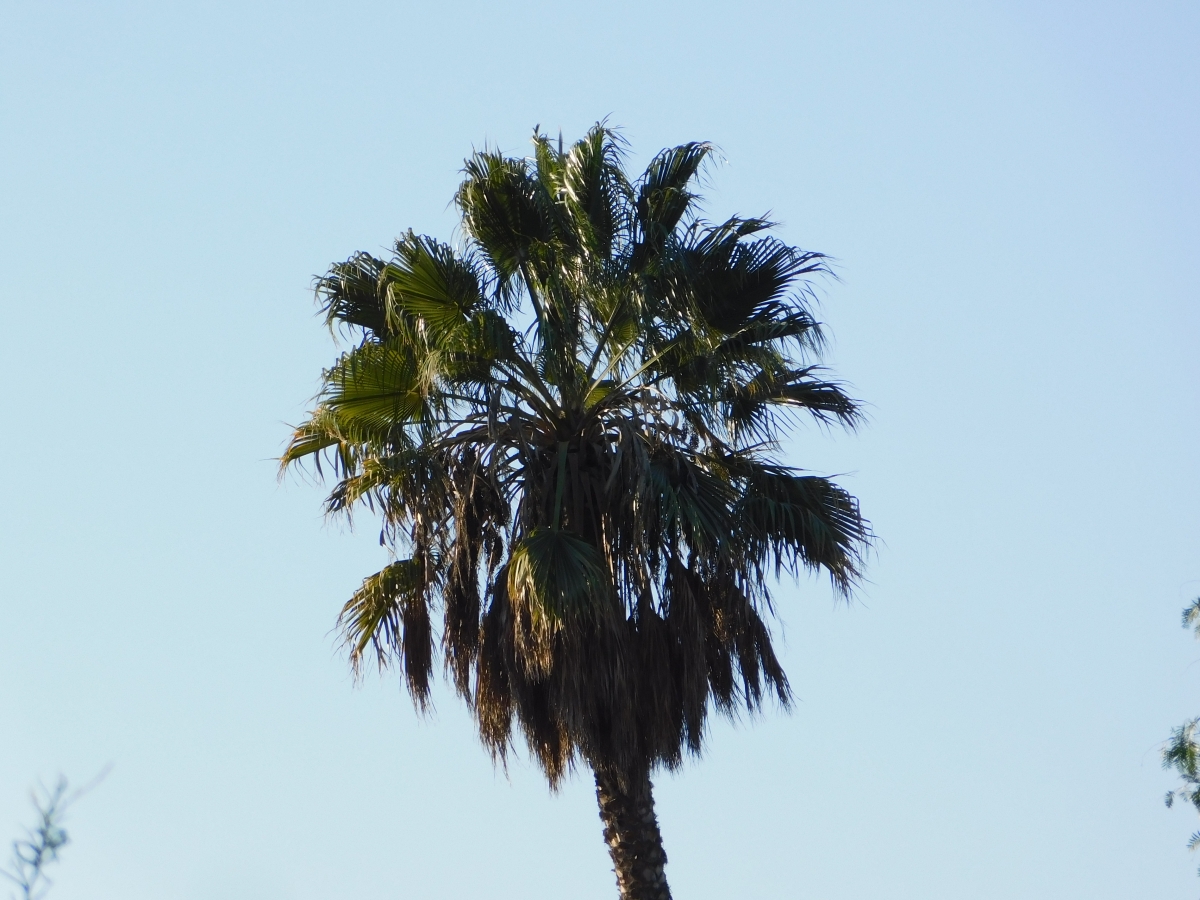 La palmera en el parque, no quiso quedar indiferente de estas fiestas jajajajajja