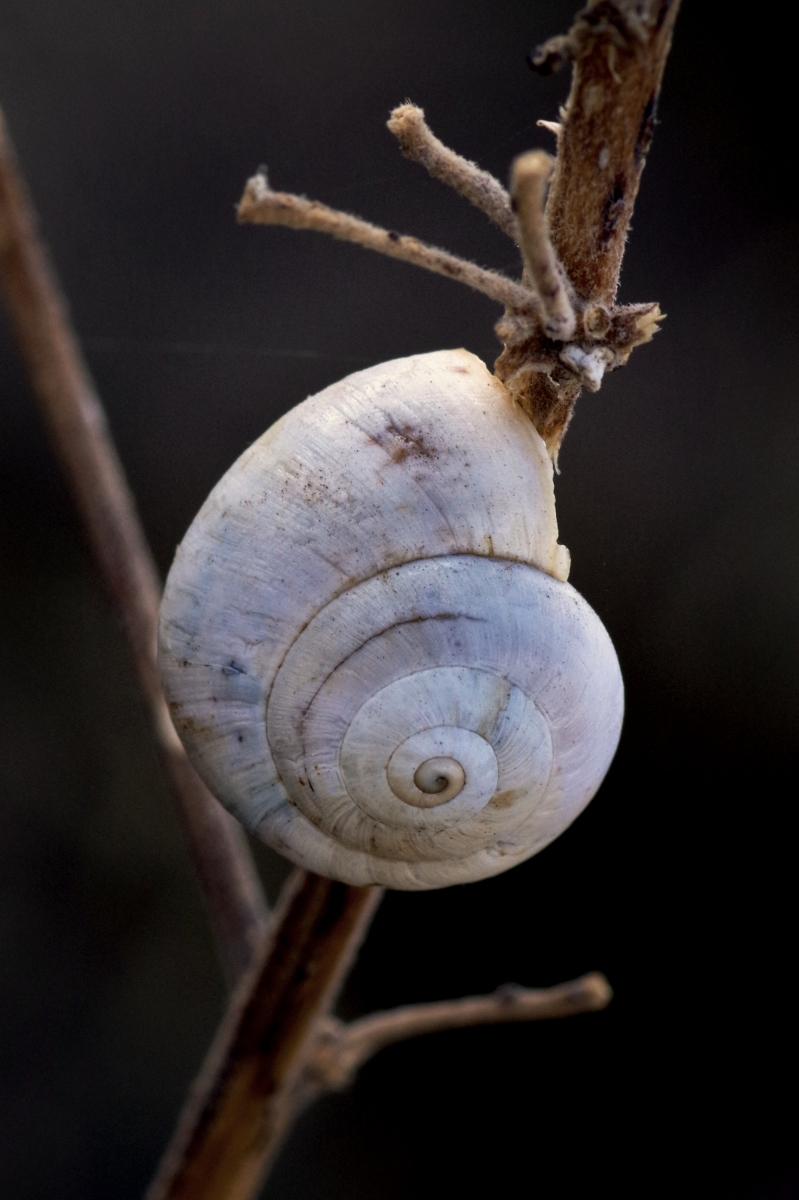 Naturaleza muerta II