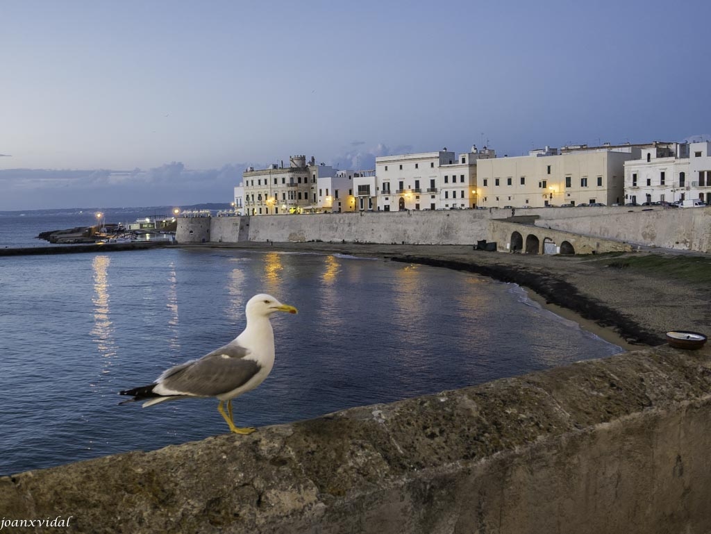 CAPTARD A GALLIPOLI