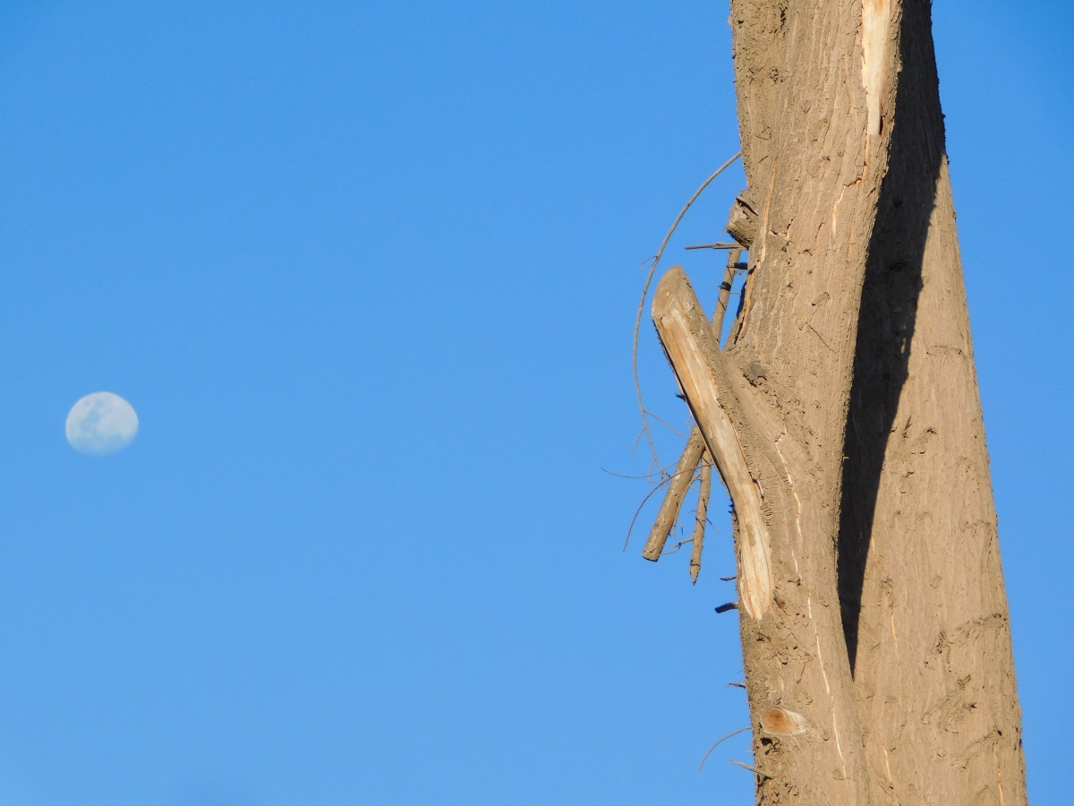 Otra relacin entre la luna y el tronco seco, en el parque