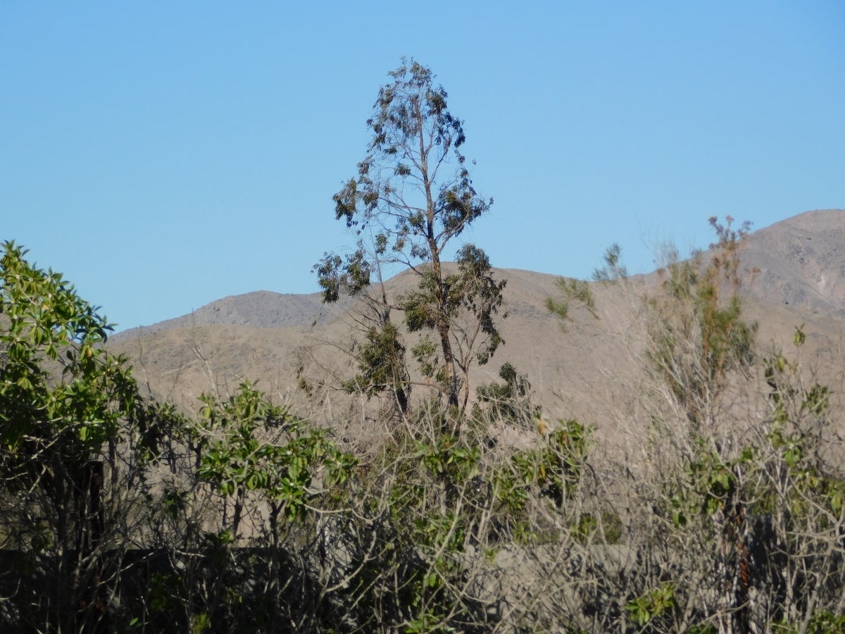 Ahora les ir mostrando como son los cerros en copiap, totalmente ridos, secos, pero que tienen su magia