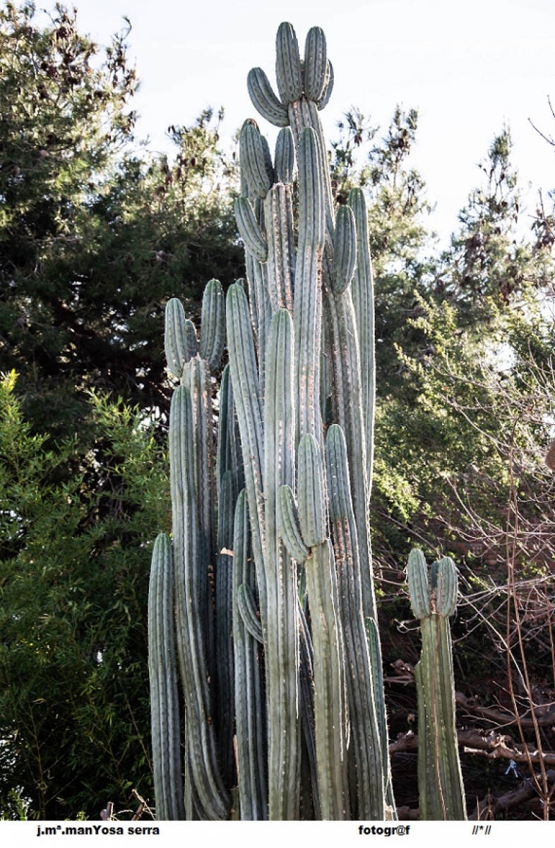 Cactus