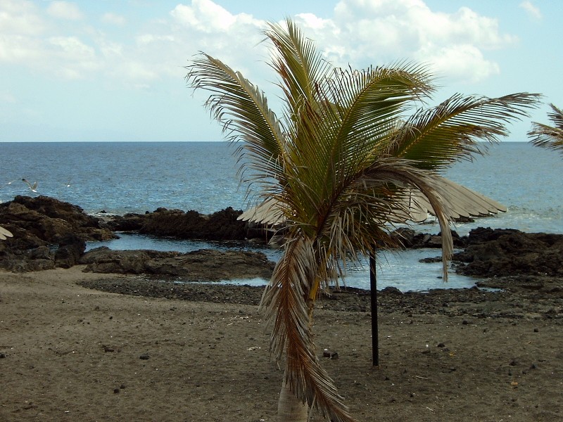 Una palmera en el agua