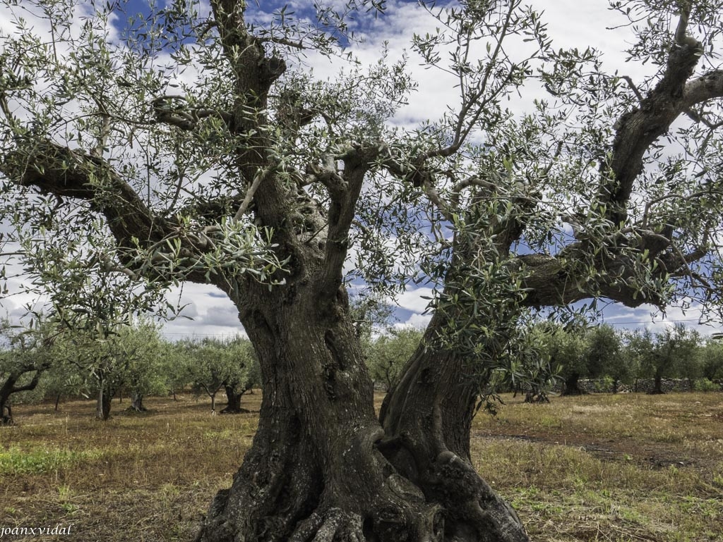 OLIVERES