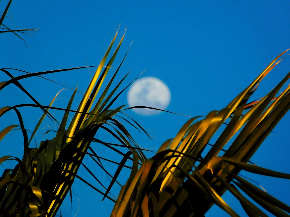 La luna adornada con hojas de palmera