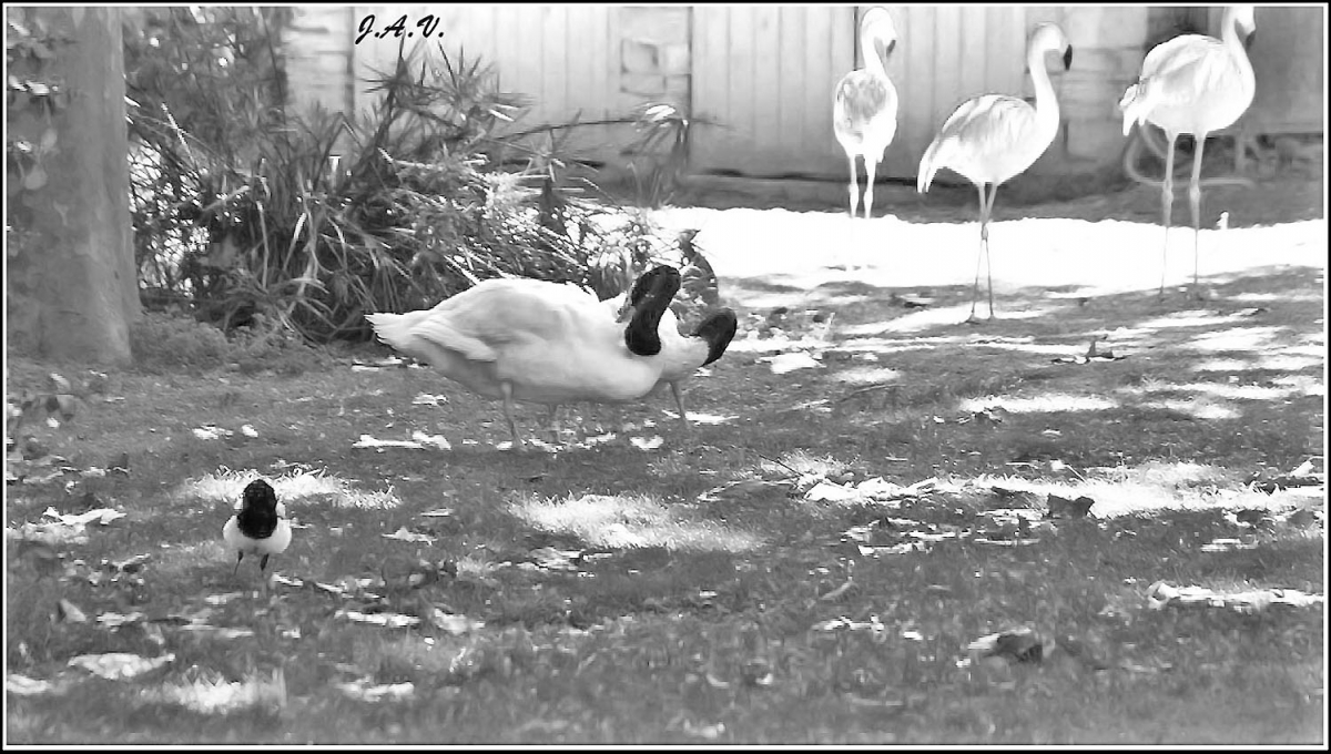 Flamencos fantasmas.