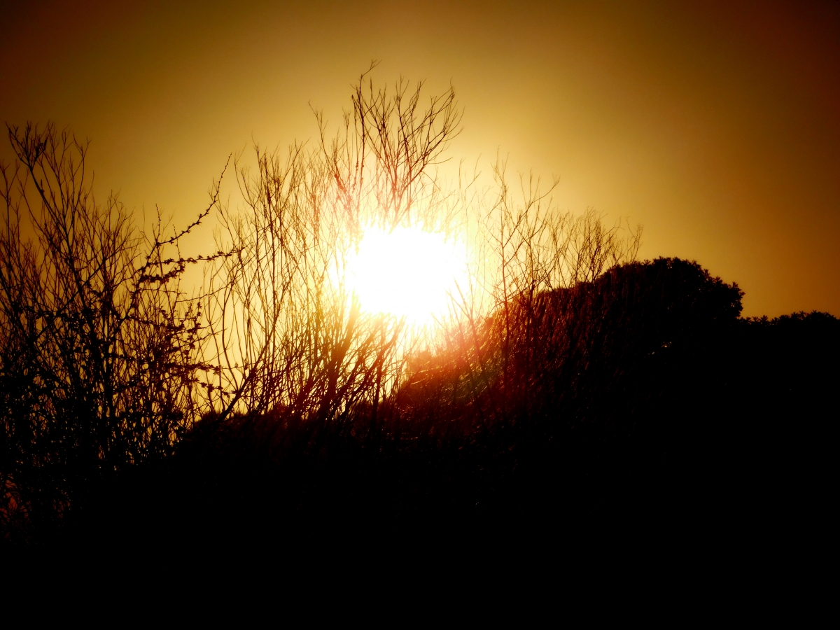 El sol escondido entre las ramas