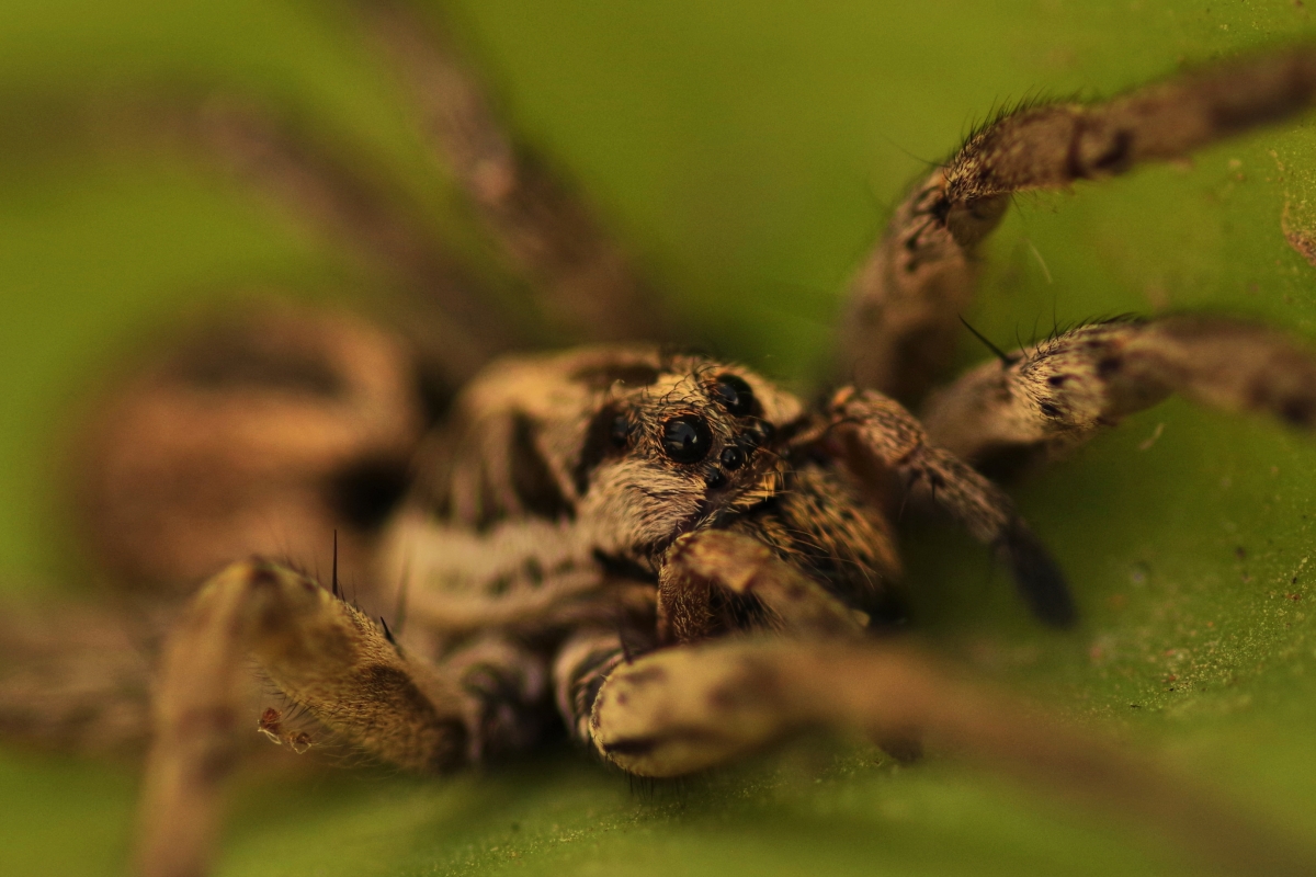 Retrato de Tarantula II