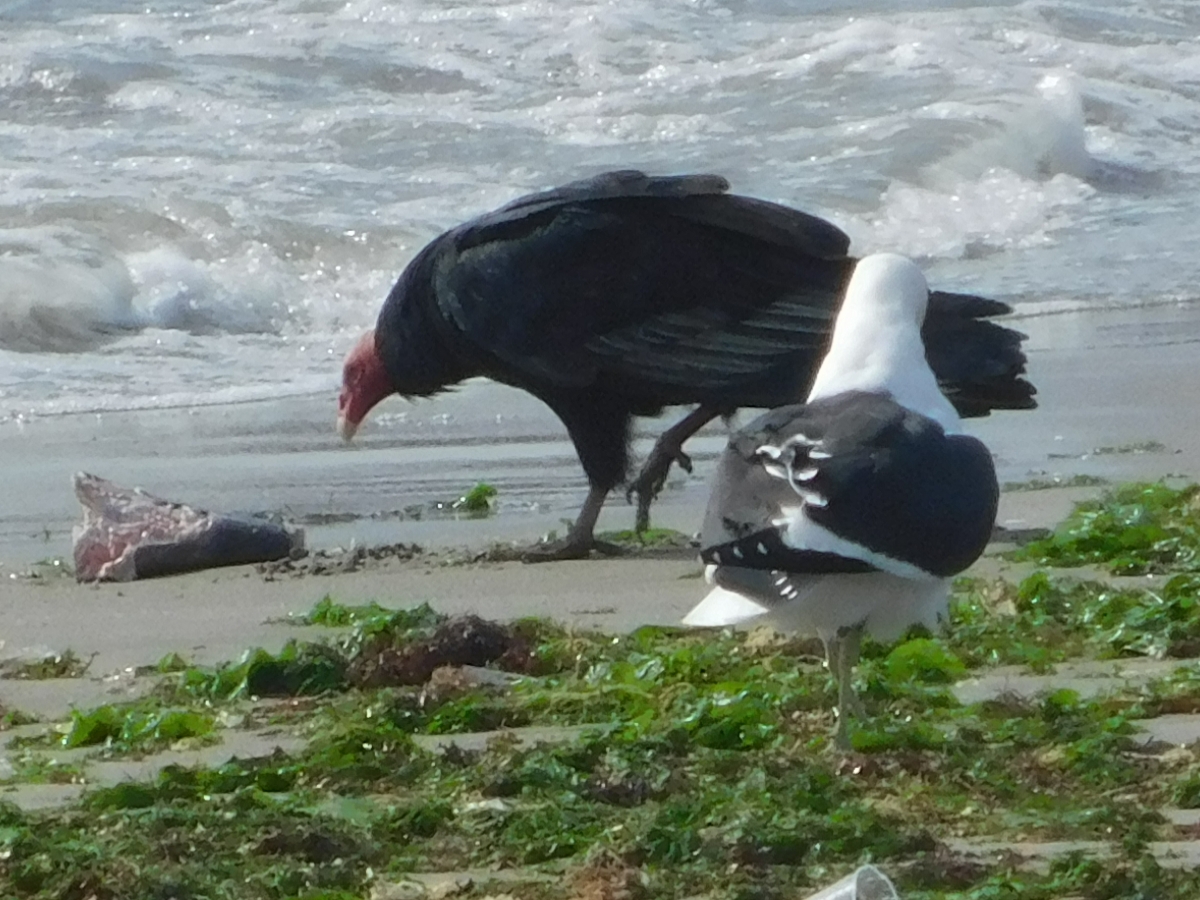 Cambios drsticos en la naturaleza, estos carroeros quitando los alimentos a las gaviotas, no hay criterio jajajjajajja