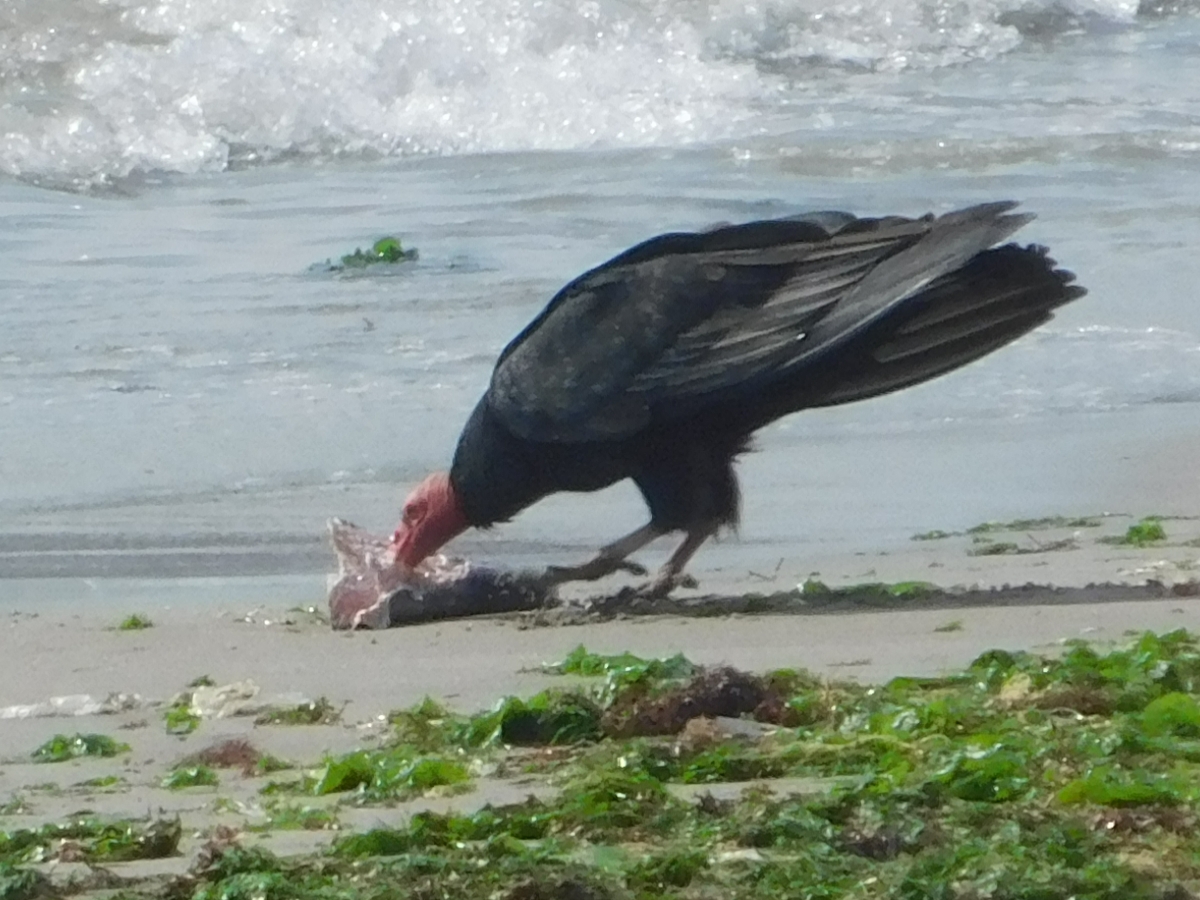 Le gusta comer solo a este pajarraco, hecho a todas las gaviotas que estaban primero que l, pero as es, el ms grande siempre gana jajjajjaja