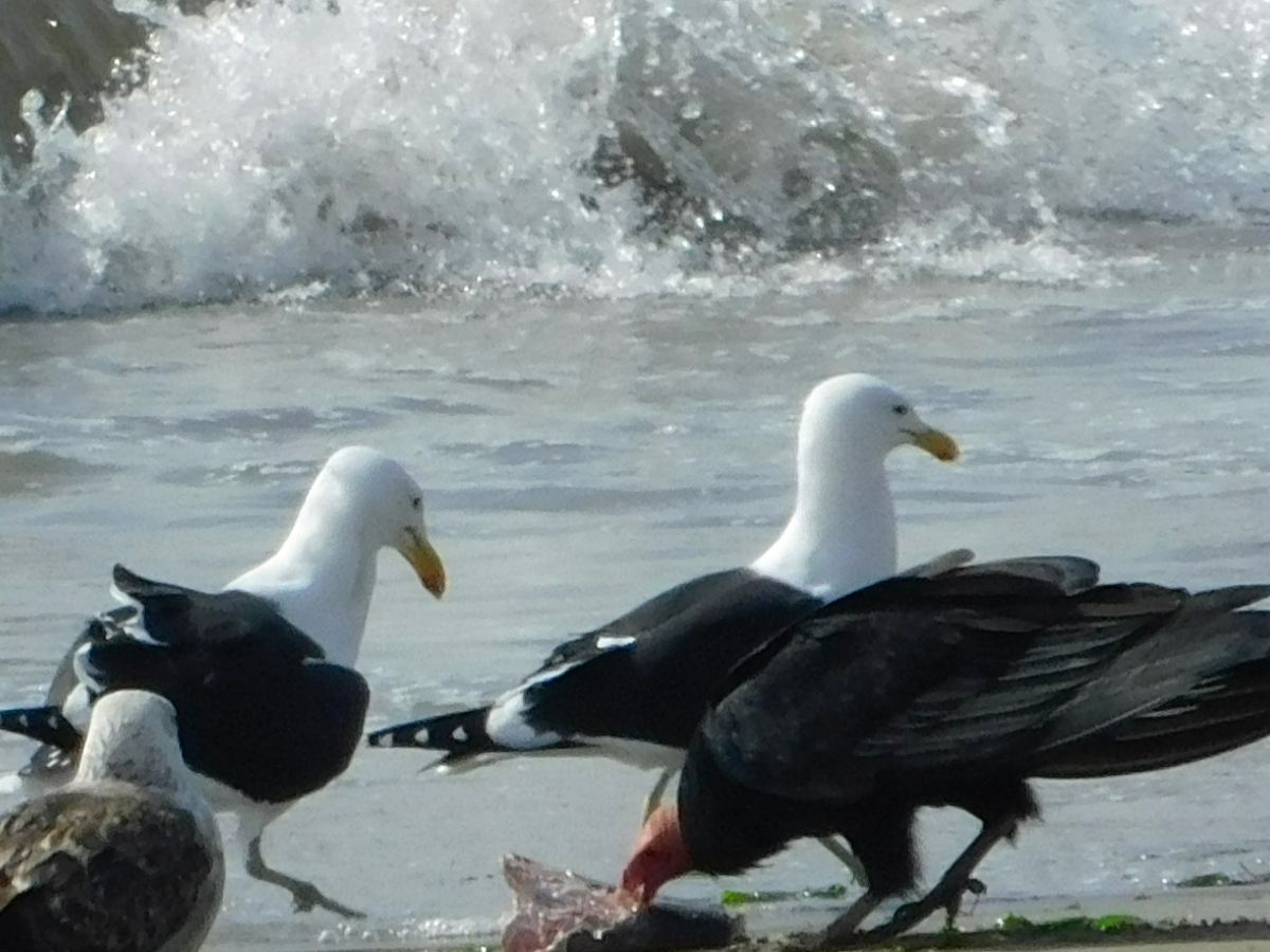 Pobres gaviotas, solo tienen que mirar como se comen su comida, la ley del ms fuerte, siempre a sido as