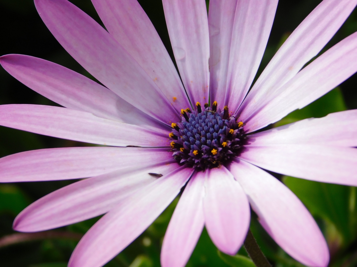 Flor encontrada en alguno de  los jardines que vi en el camino