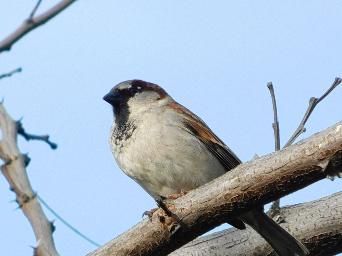 Este pajarito espero ser registrado por la cmara y despus vol