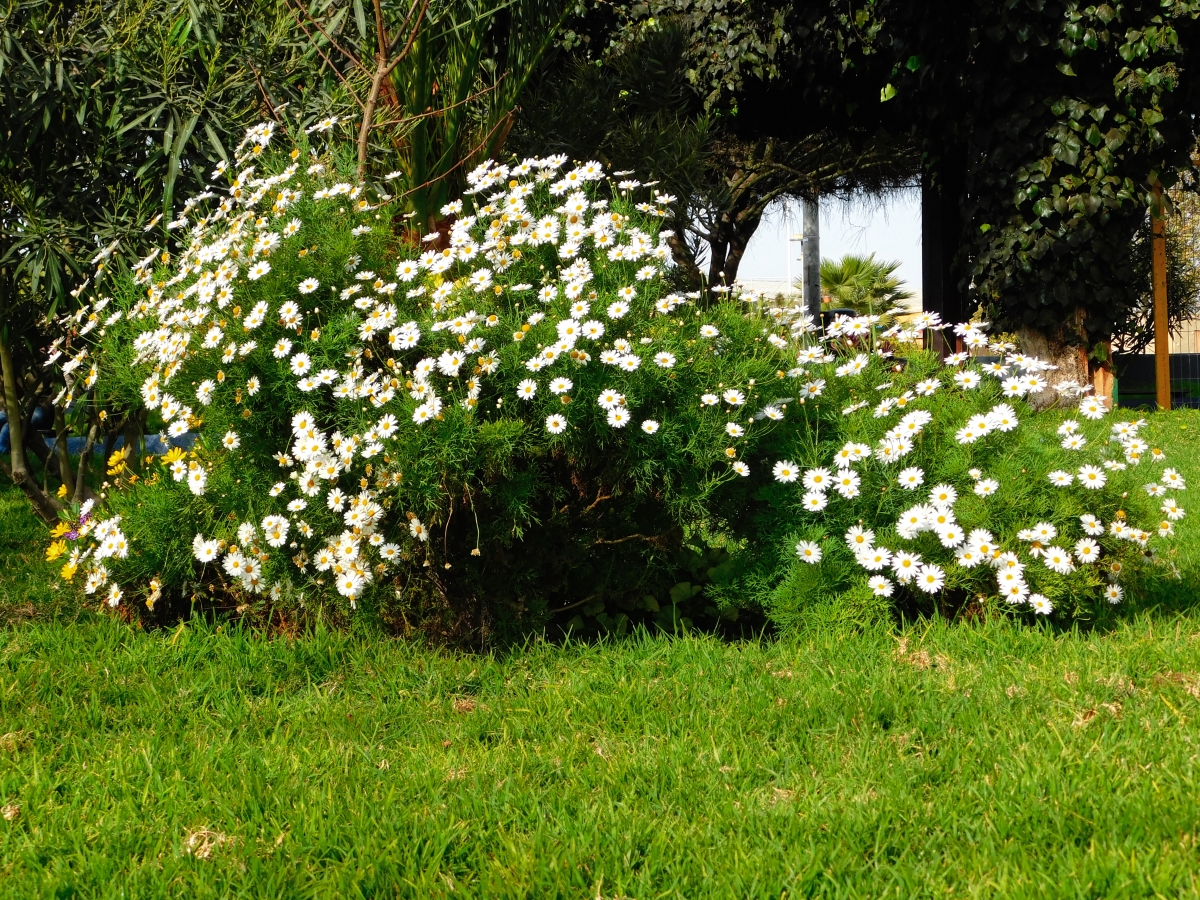 En el jardn me encontr este arbusto lleno de flores y me encanto