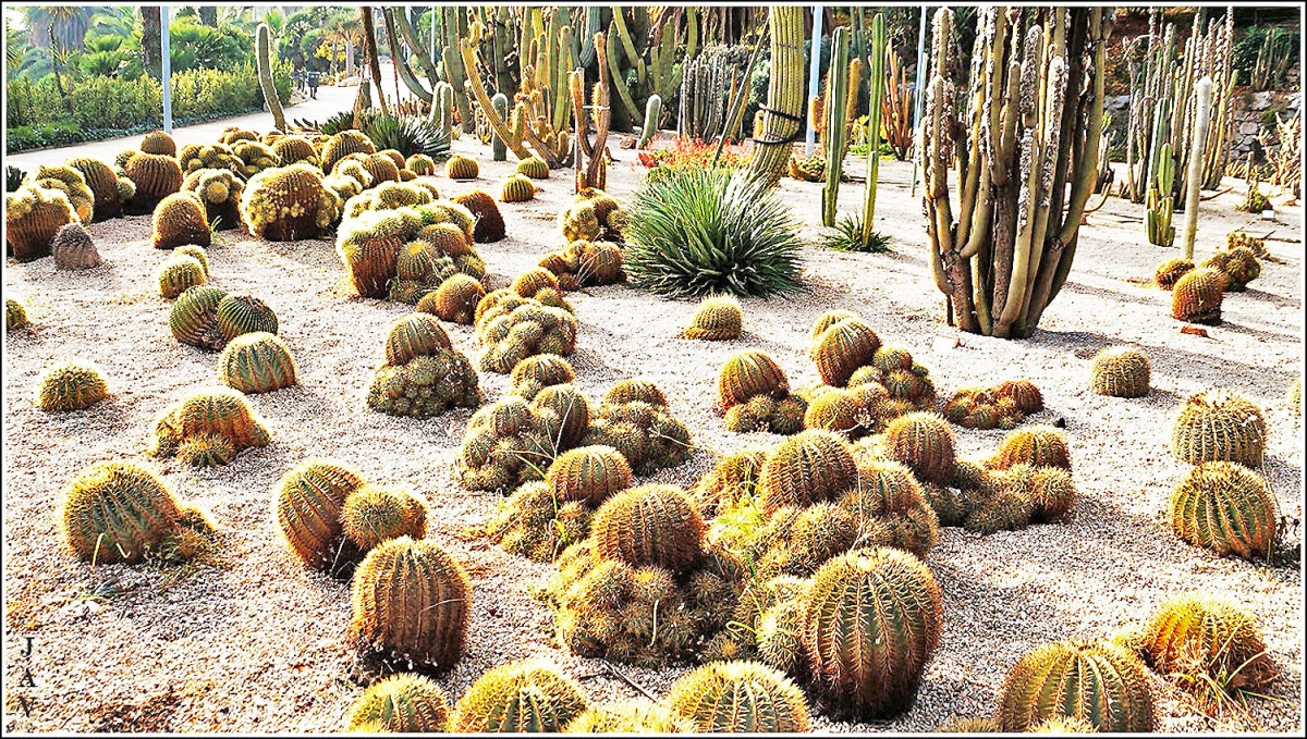 Jardins del Mossn Costa i LLobera, 66