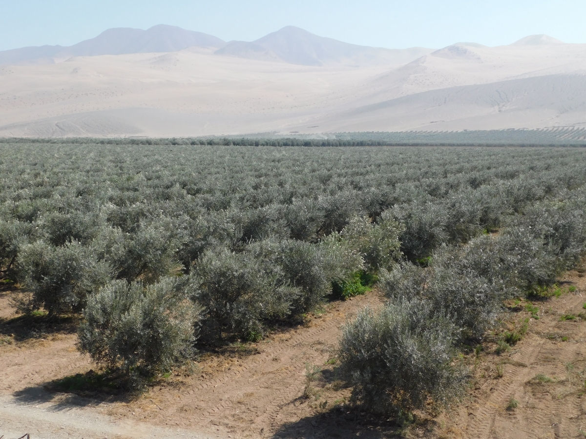 Parcela de olivos y luego la cosecha aceite de oliva extra virgen o prensado en fro, puro bueno jajjajjaja