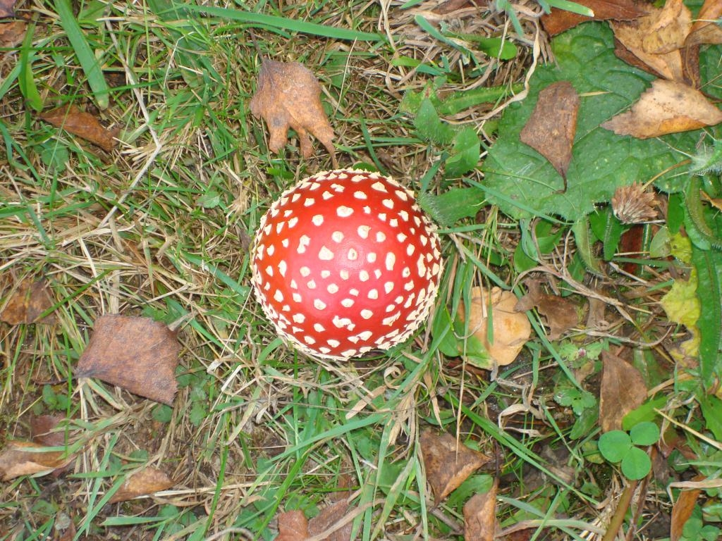 Setas: amanita muscaria