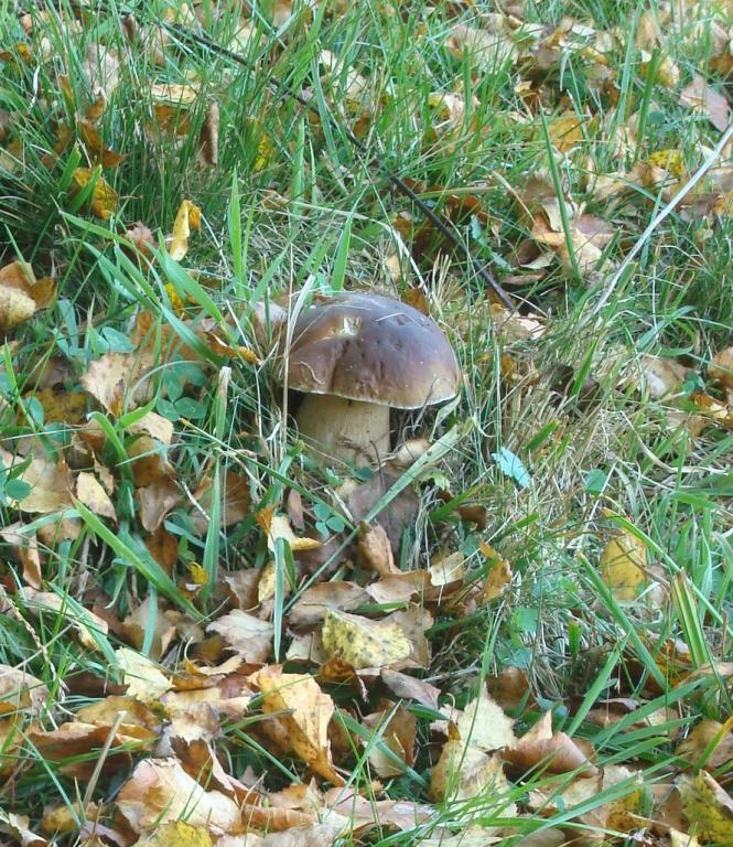 Boletus Edulis