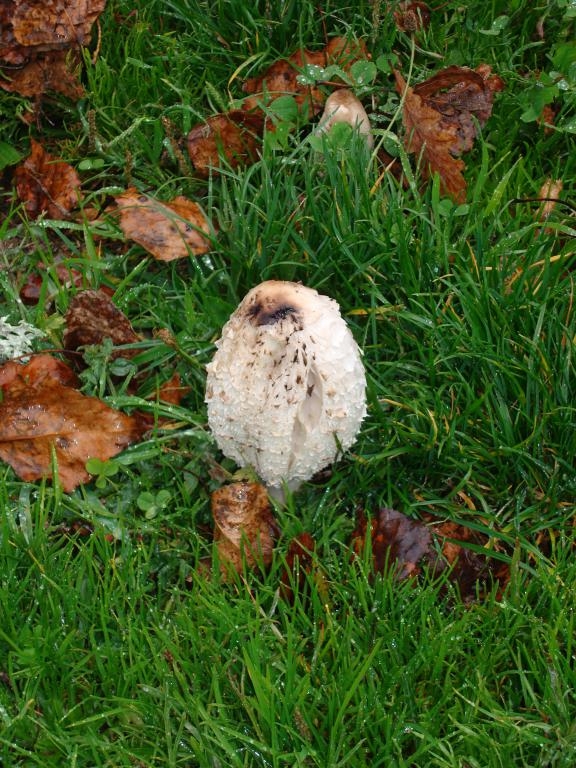 Coprinus Comatus