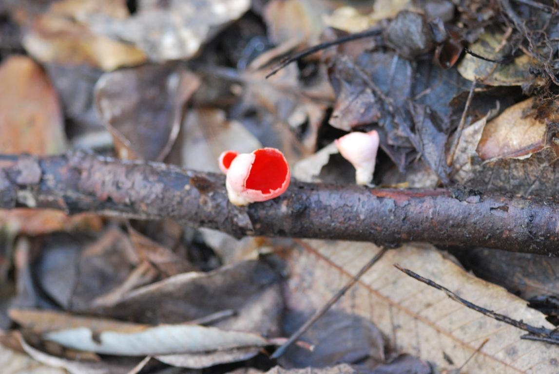 Sarcoscypha coccinea