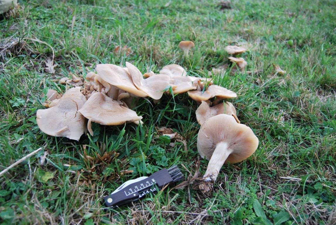 Clitocybe Rivulosa