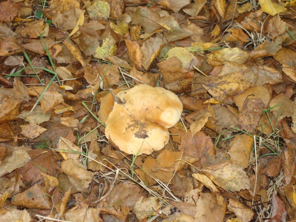 Lactarius controversus