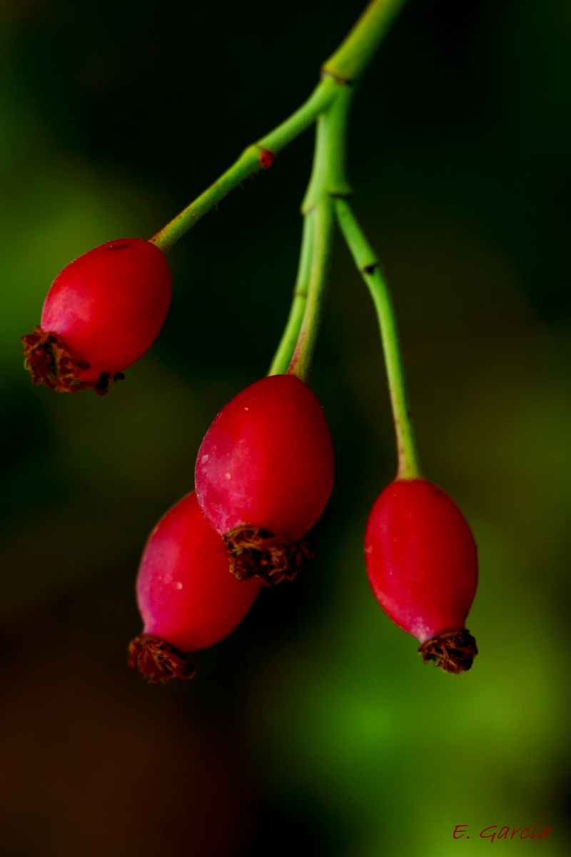 Rosa Salvaje (semillas)