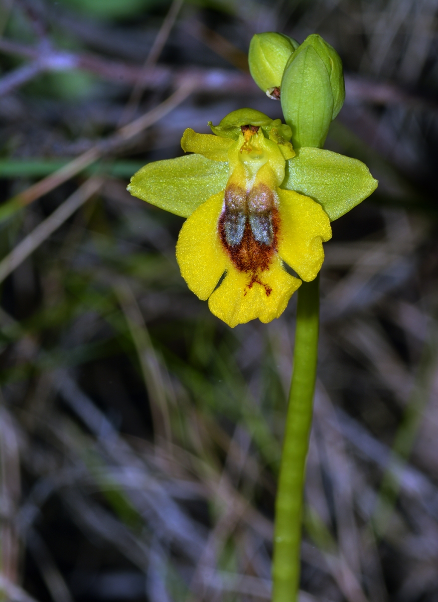 Orquidea amarilla 