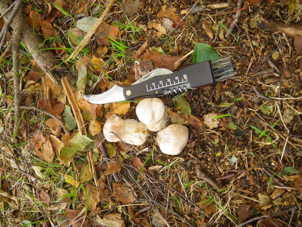 Boletus