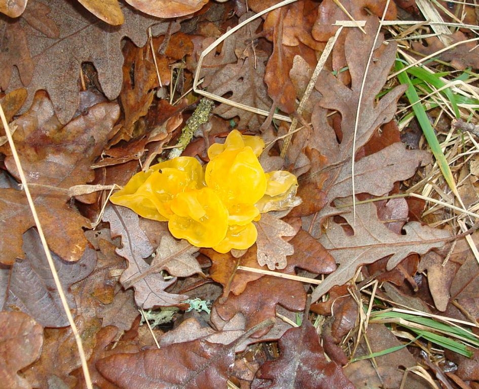 Tremella mesenterica