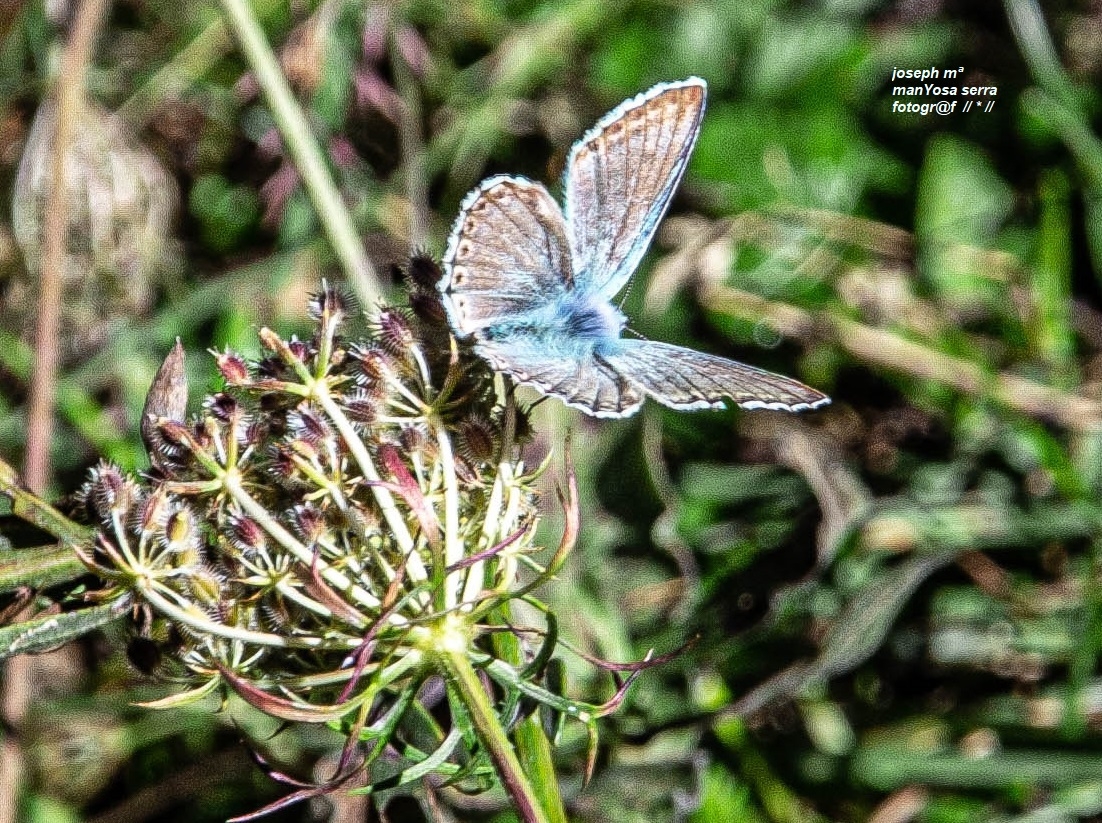 Polyommatus icaro