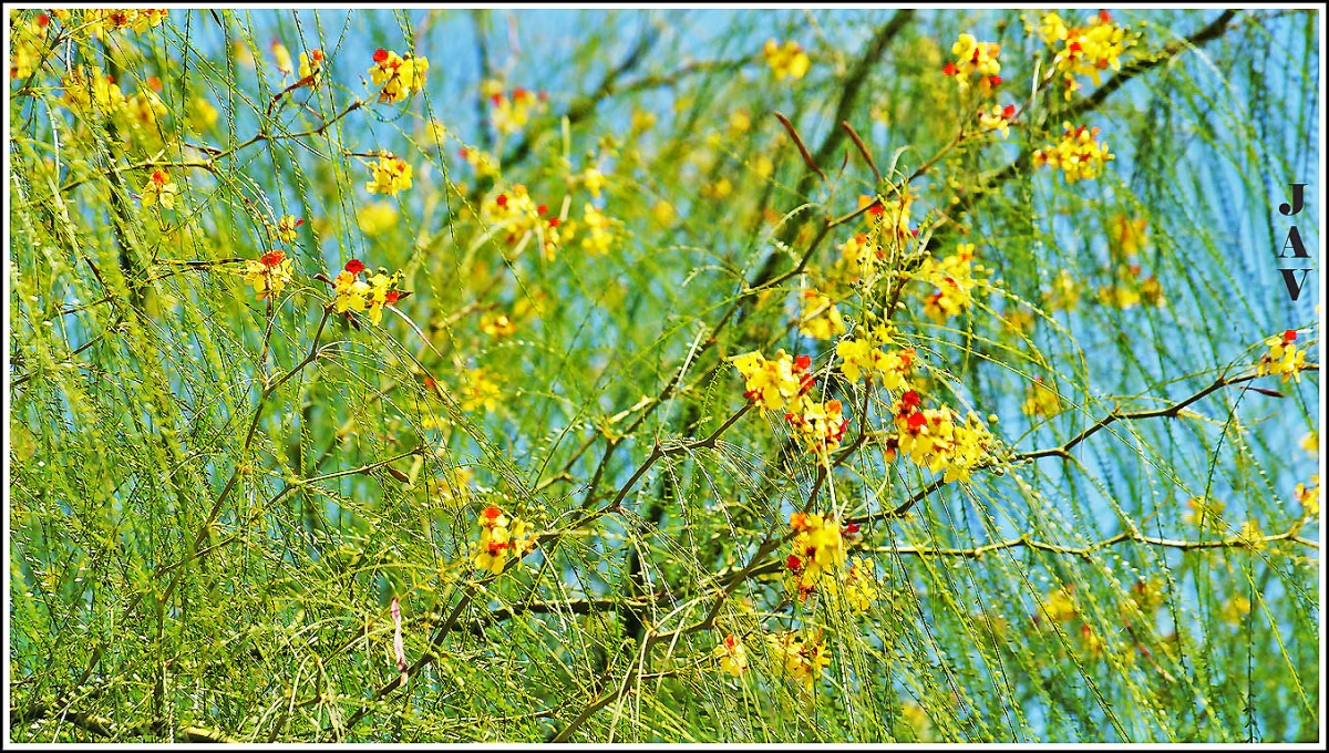 Ramaje con flores.