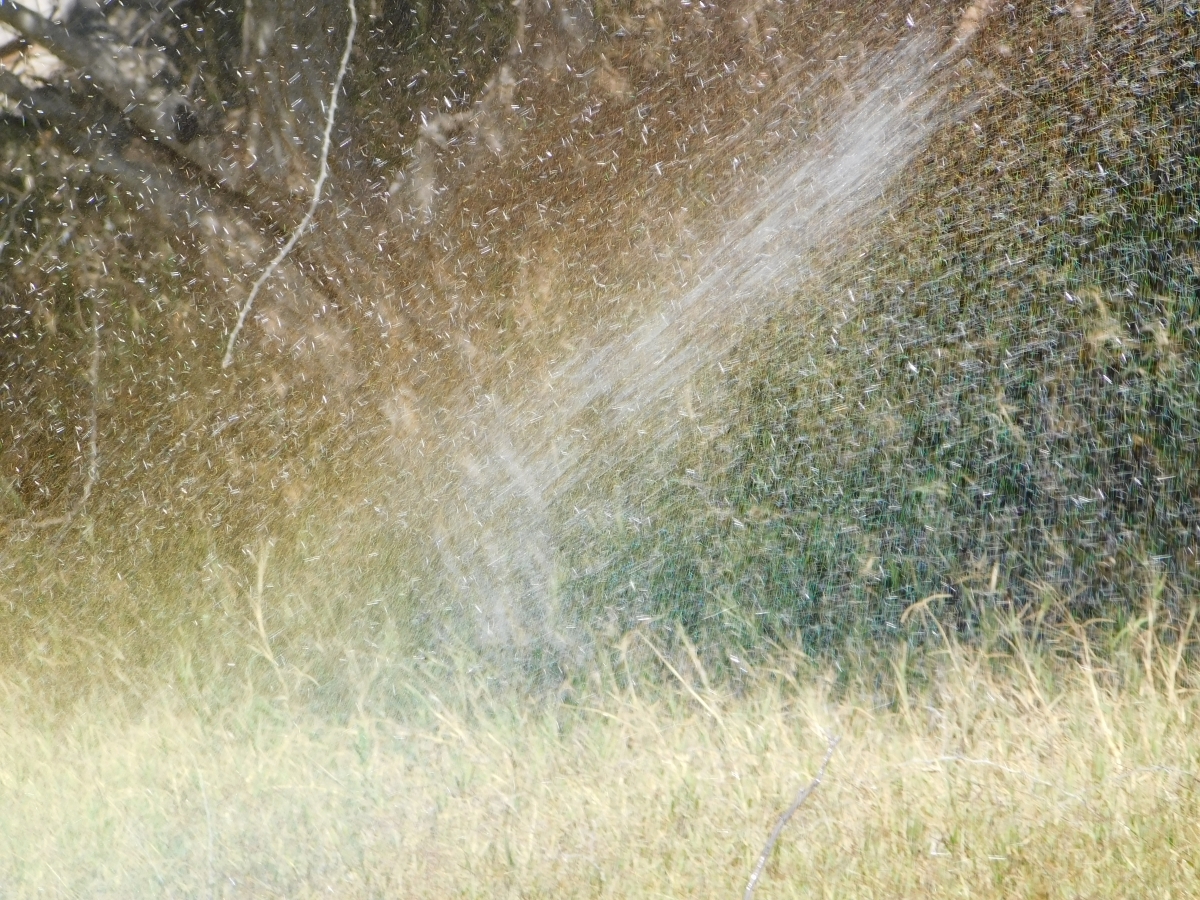 El agua es esencial para la naturaleza, es su alimento para que broten fuertes y hermosas y luzcan a los ojos y nos maravillemos