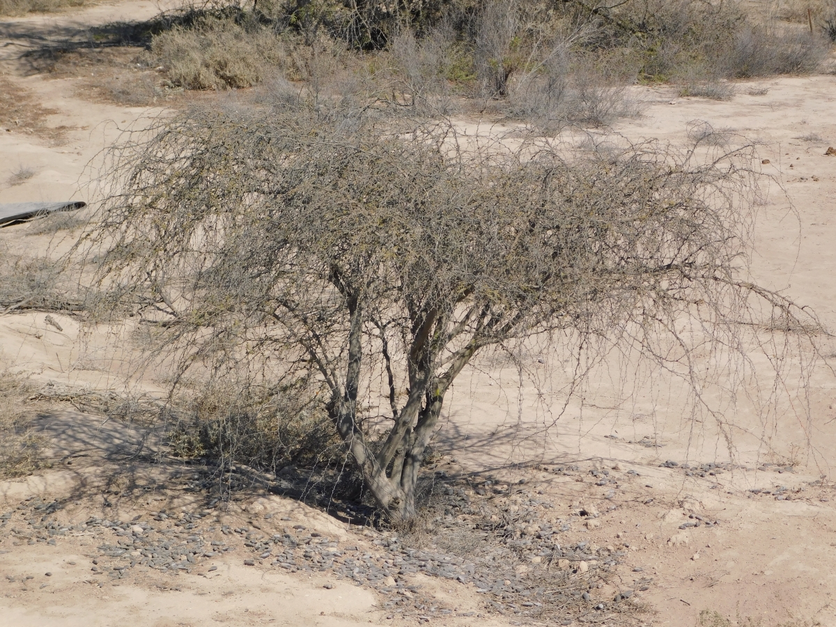 As es la vida por aqu, seca como este arbusto jajjajjaja, pero con sus atractivos que todo lugar tiene