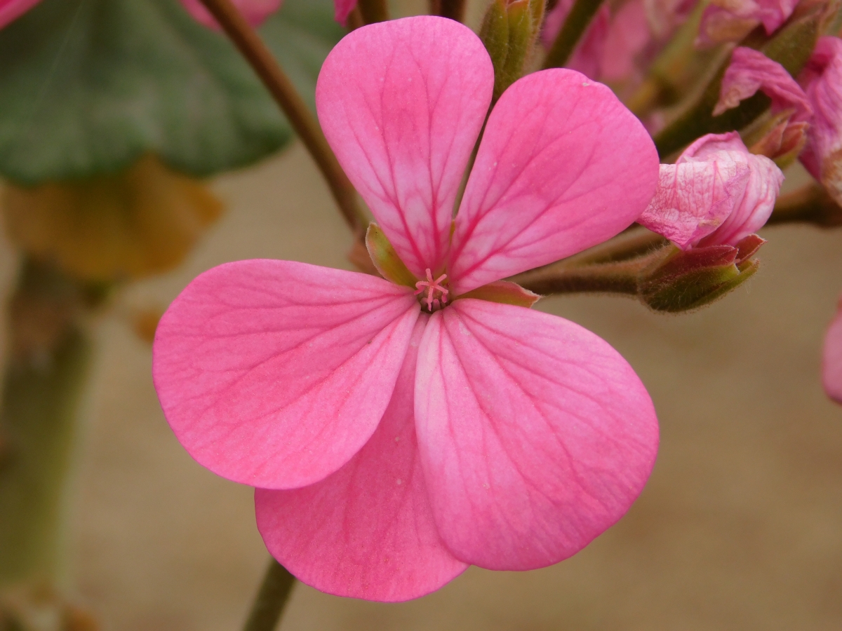 Otra flor tomada del jardn