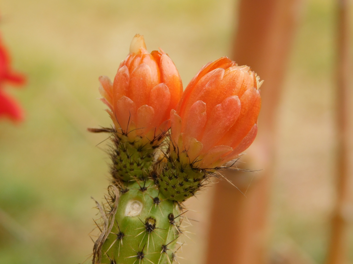 Un cactus en flor y dio gemelos jajajjajajja