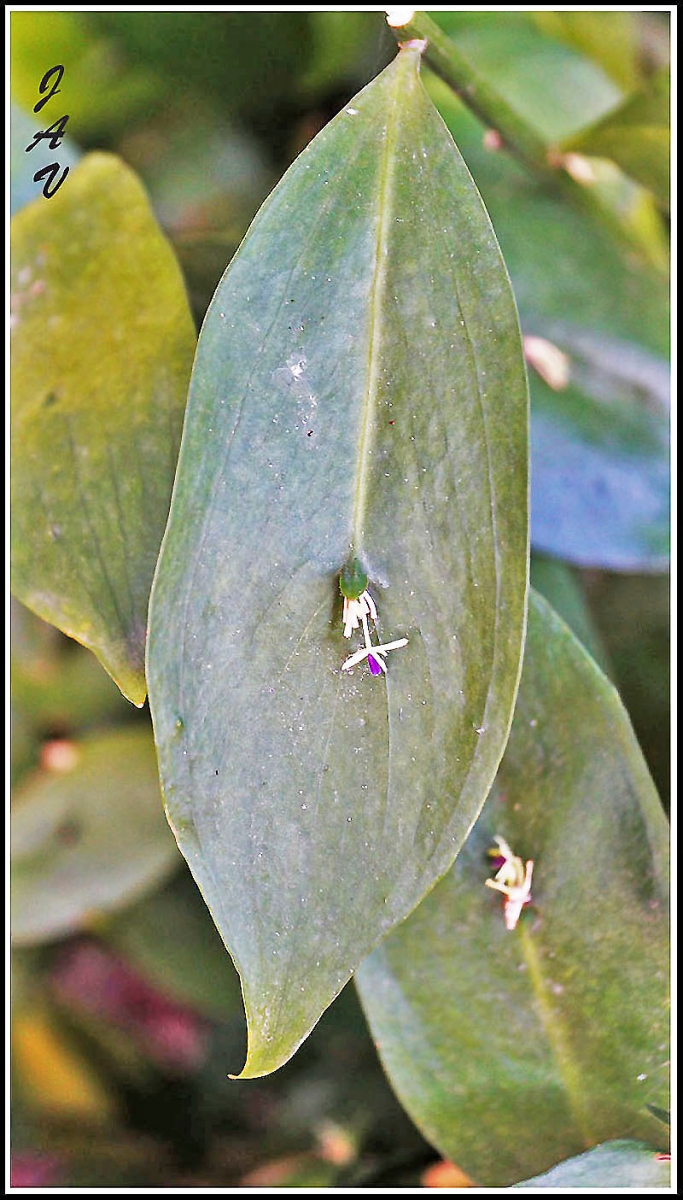 Hoja con flor.