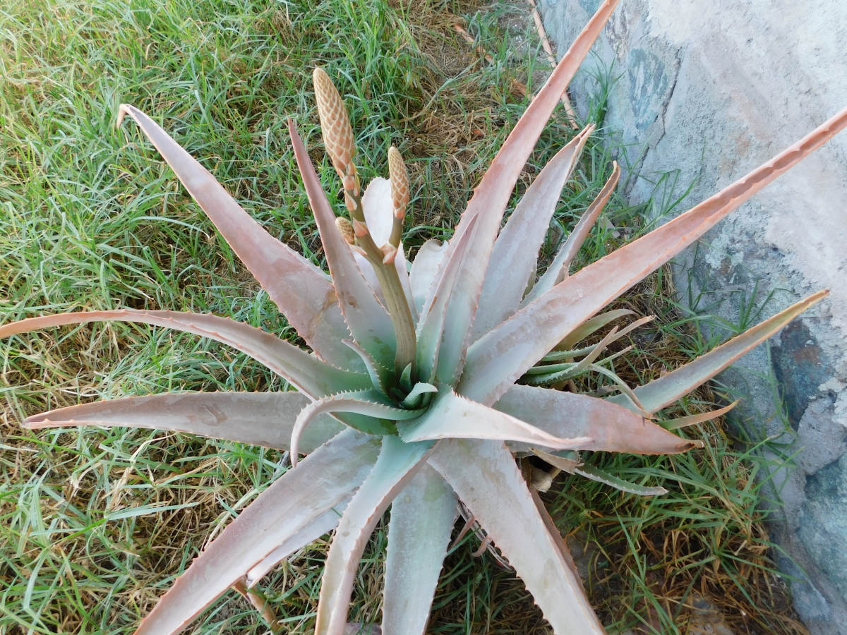 Una de las variedades de aloe vera, despus de 5 aos es beneficiosa para nuestra salud