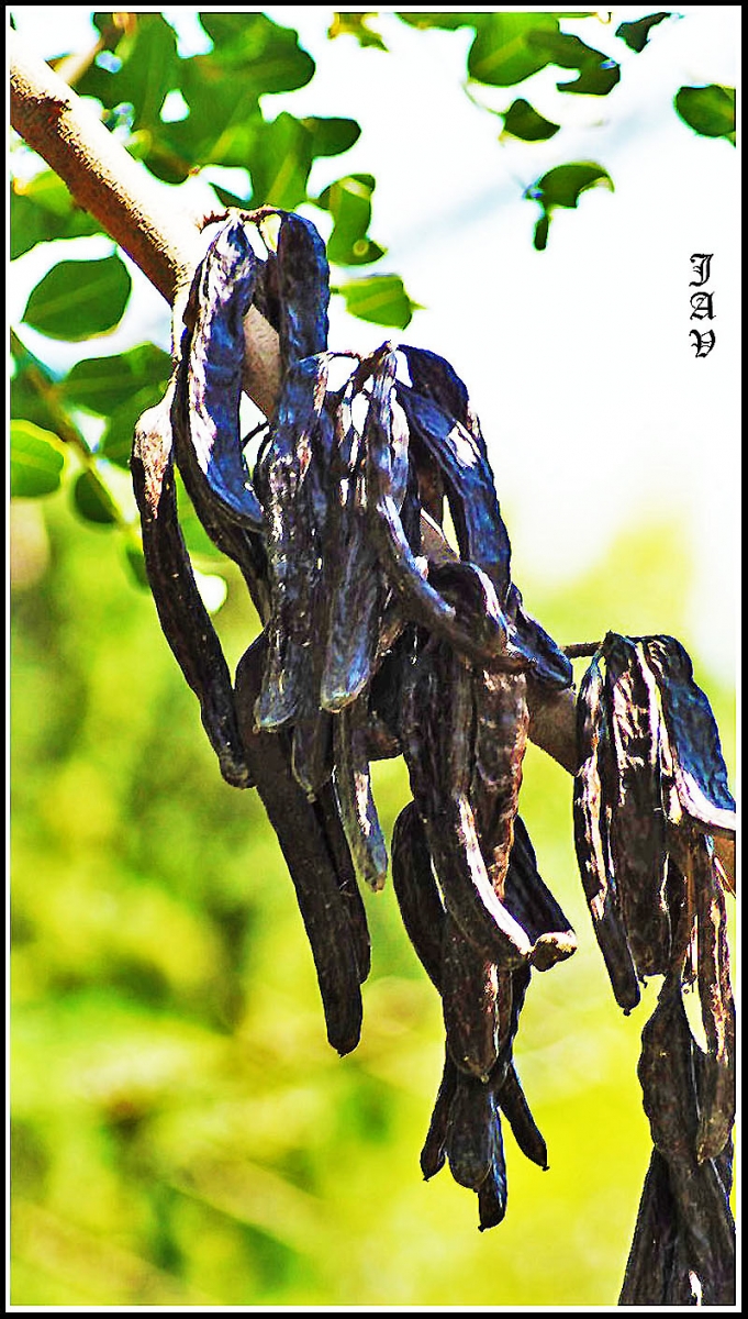 Garrofes - Algarrobas.