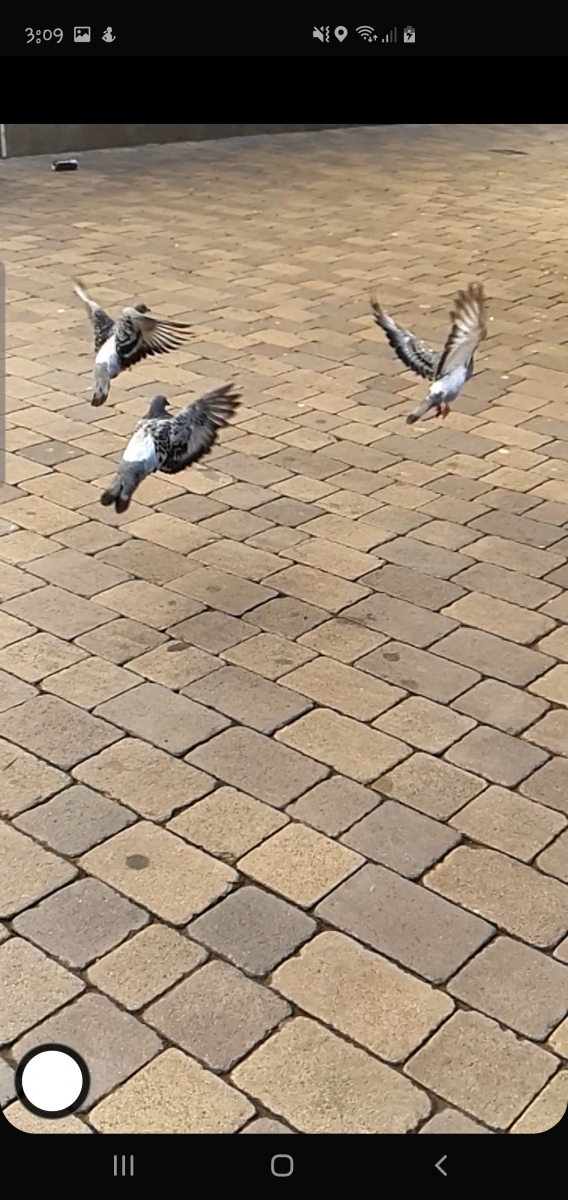 Palomas alzan el vuelo