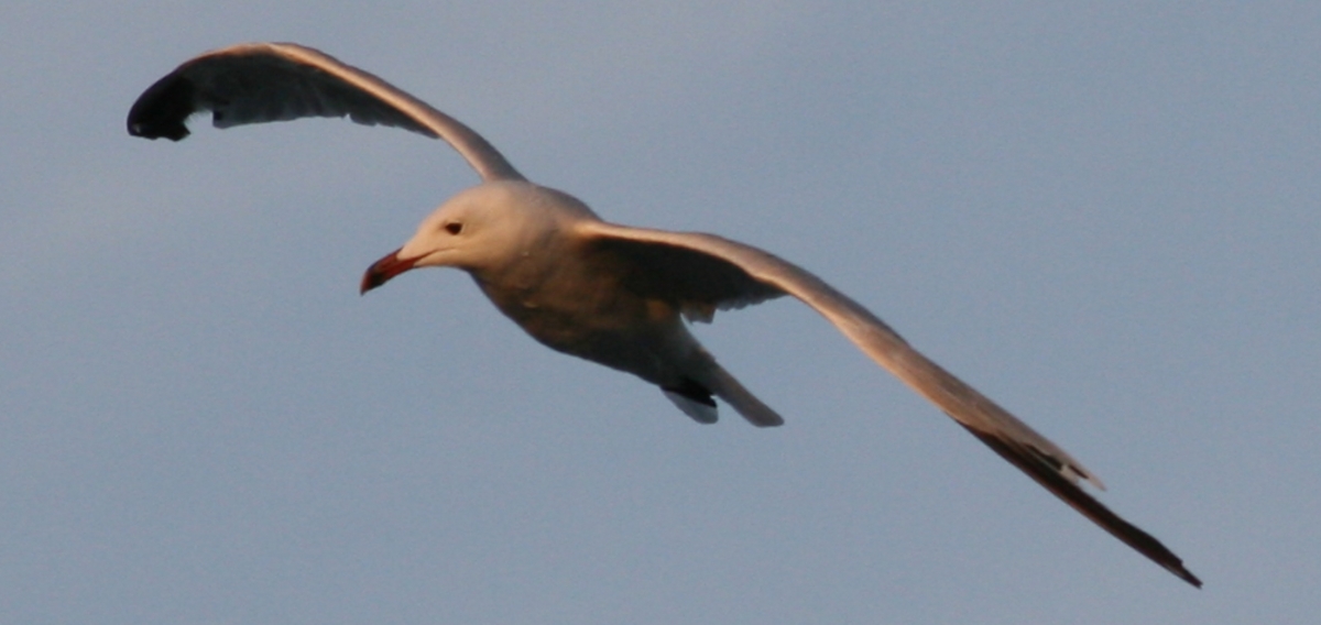 Gaviota 10