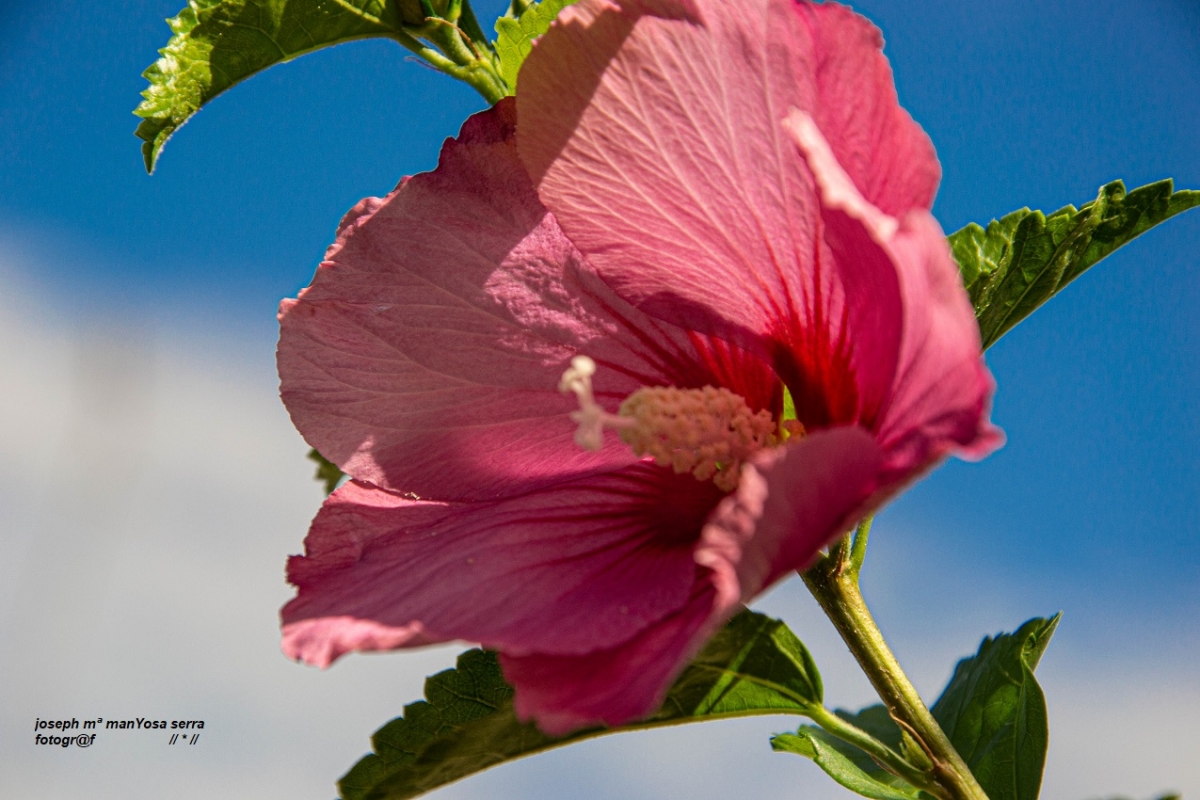 Flor de Octubre