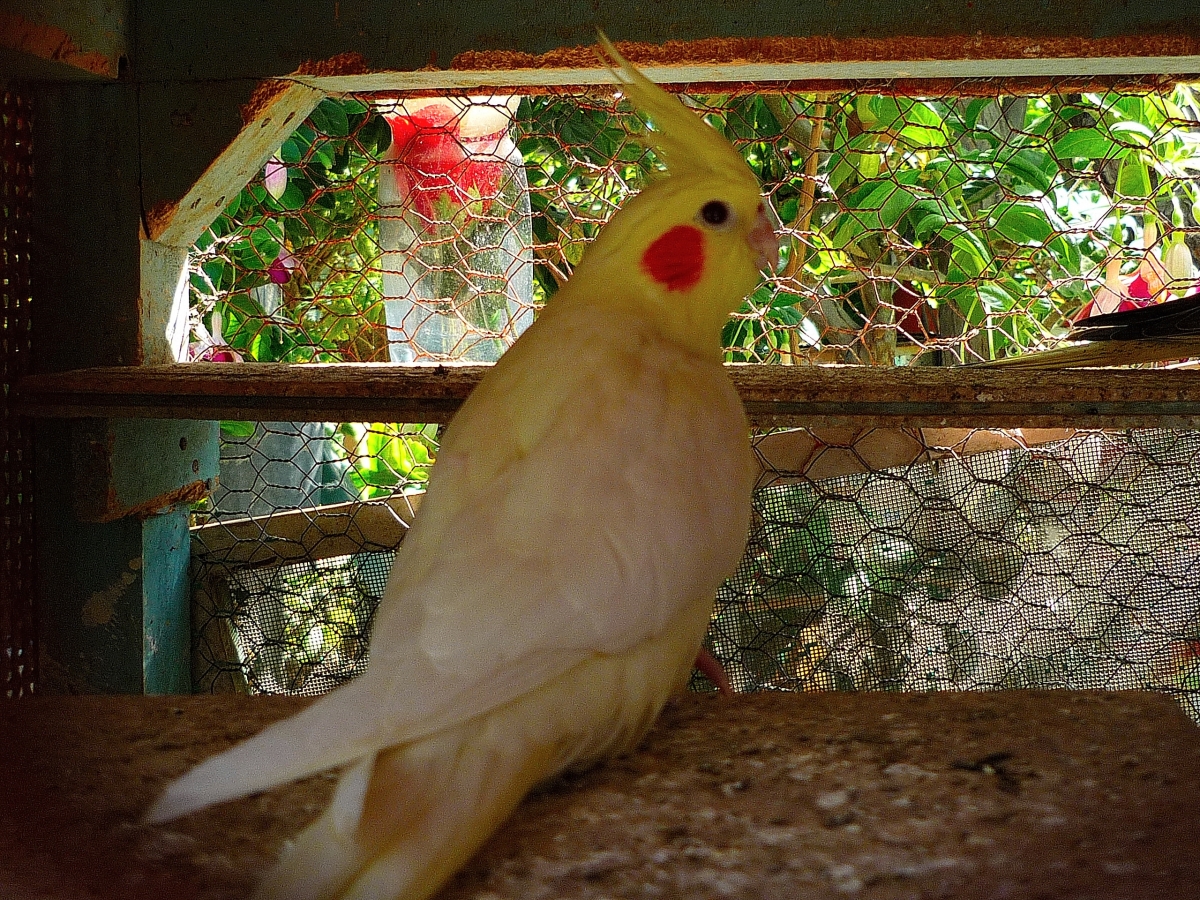 Me dicen el cachete rojo porque me pasan pellizcando por ser muy hermoso jajjajjajja, que es sencillo el pajarito jajjajaja