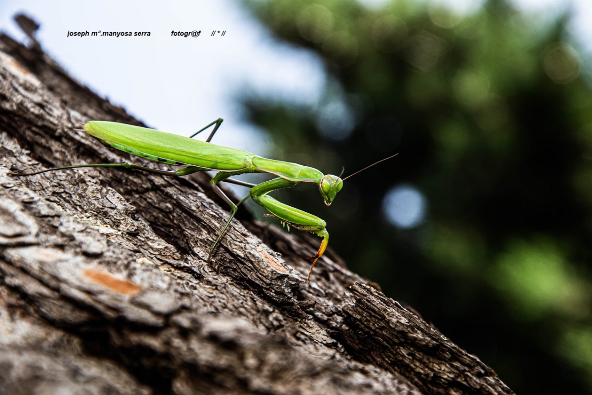 Mantis religiosa