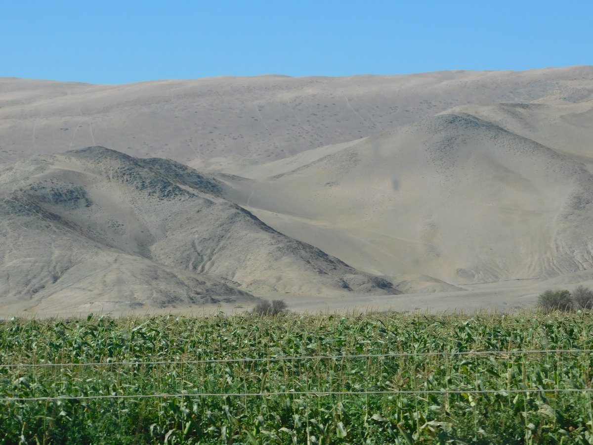 Como esta esta foto, los cerros ridos del norte y abajo una plantacin de choclos, buenisima o no jajjajjajaja