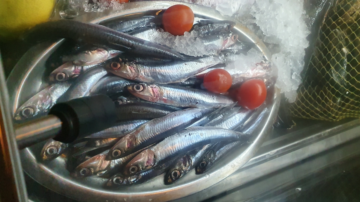 BOQUERONES 1