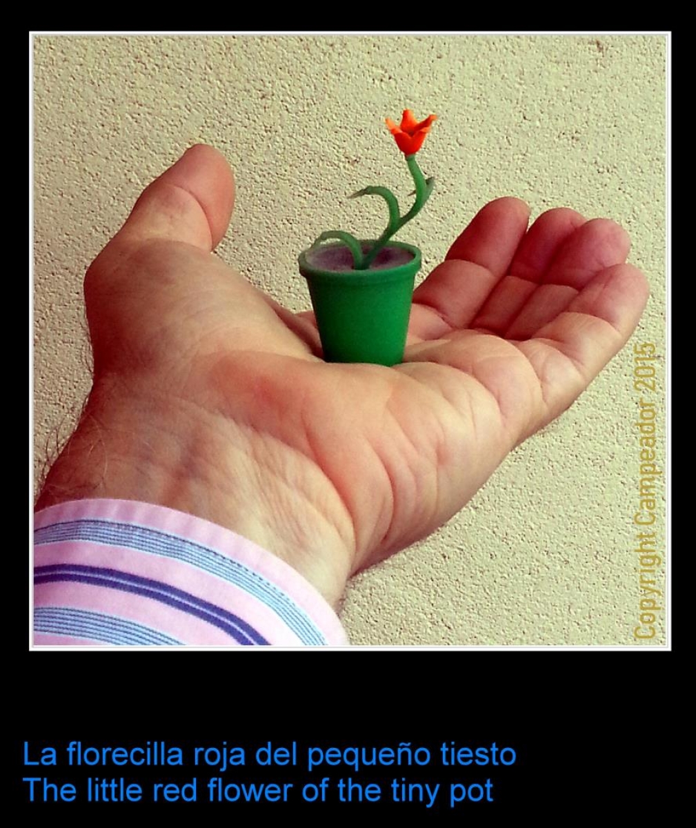 La florecilla roja del pequeo tiesto -- The little red flower of the tiny pot. Photo by Campeador. 