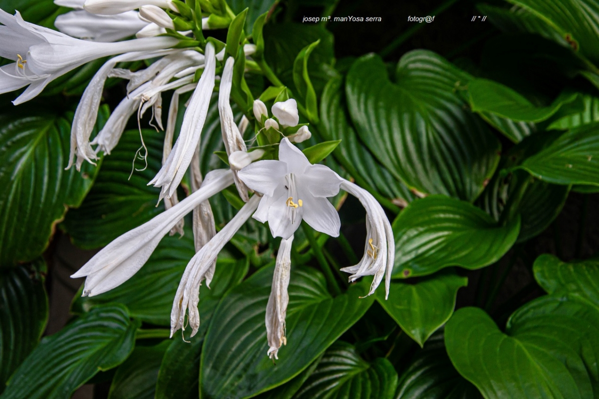 Flor blanca