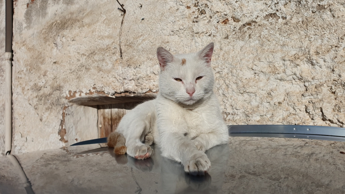 Gato sobre tejado de coche 1