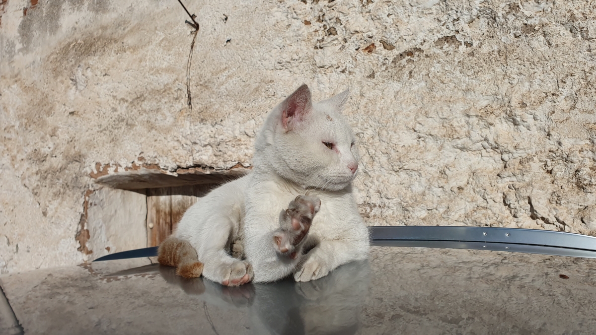 Gato sobre tejado de coche 2